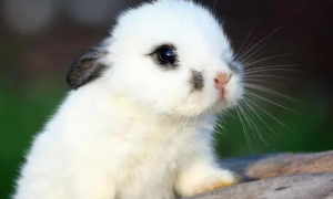 兔子的繁殖秘密：一年能生几次宝宝？