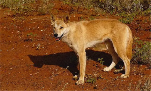 澳洲野犬可以家养吗