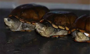 东方泥龟为什么比头盔贵