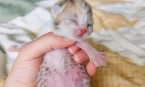 小猫刚出生的样子的图片