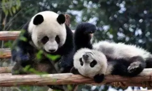 大熊猫：中国的国宝和世界的奇迹
