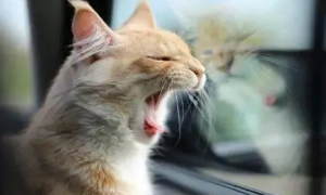 猫坐私家车能坐几小时