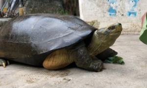 黄头庙龟是国家保护动物吗？