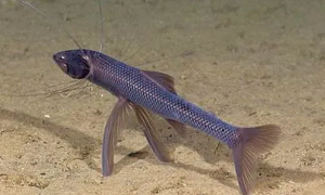 深海狗母鱼为什么叫这个名字