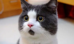 惊讶猫猫头表情包