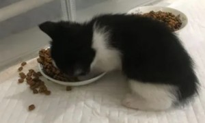 一个月的小猫可以吃什么东西