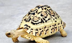 豹纹陆龟生长速度