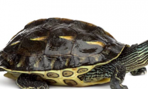大家见过既像花龟又像草龟的花草杂龟吗？详解三种乌龟的区分方法