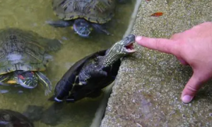 乌龟咬人不