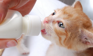 没羊奶粉用什么代替喂小猫