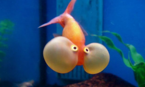 水泡金鱼的水泡有什么作用