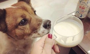 小狗能喝酸奶吗