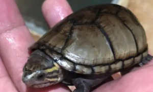 东方泥龟怎么养