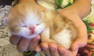 刚出生的小奶猫好可爱，这睡觉的样子简直要把人萌化了