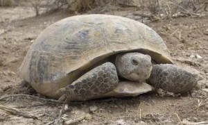 沙漠龟可以长多大沙