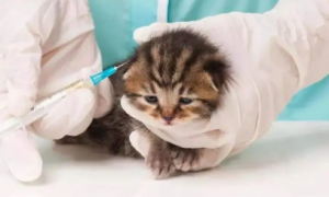小猫需要打什么疫苗