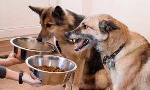 小狗容易消化的食物有哪些