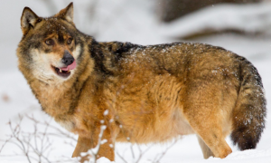 西伯利亚狼灭绝了吗