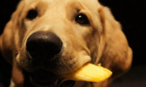 小狗能吃芒果吗