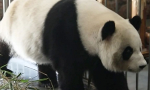 大熊猫年老后外貌会有什么变化？｜大熊猫的退休生活