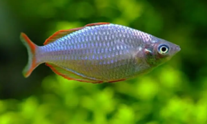 刚果美人鱼最低温度