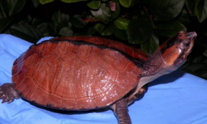 桃红侧颈龟是红头扁吗