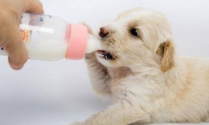 狗可以喝纯牛奶吗