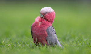 粉红鹦鹉是什么品种