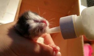 小猫刚出生多久会吃奶