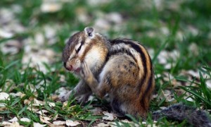 松鼠怎么繁殖 松鼠约于每年春季1月2月发情