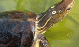 漳州龟是眼斑还是四眼