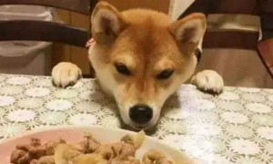 狗为什么不能喂三餐