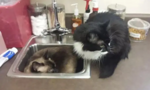 2只猫咪害怕打针，见到医生就躲水槽，争相挤进去的模样太可爱了