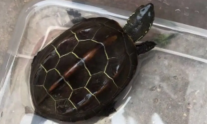金线草龟是深水龟吗
