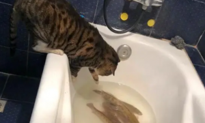 主人在浴缸养鱼，猫咪每日待在卫生间，想吃不敢下水太磨人