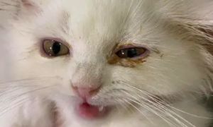 小猫眼睛上有眼屎导致眼睛睁不开用什么药