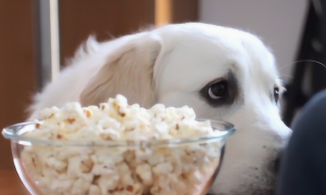 狗能吃爆米花吗