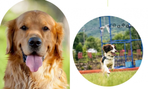 【知识分享】犬用于嗅探癌症等疾病的探索与研究进展综述