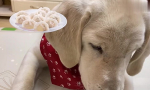 狗能吃茴香饺子吗