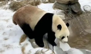 大熊猫灵岩“性感抖臀”致直播间被封，园方回应