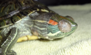 乌龟眼睛红肿是怎么回事