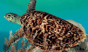 瑁龟是珍稀动物吗