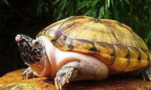 7种最有灵性的龟排名