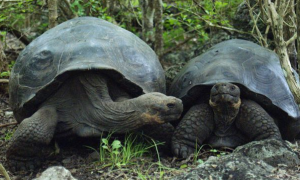 加拉帕戈斯象龟灭绝了没有
