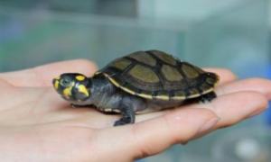 黄头侧颈龟可以一直在水里养吗