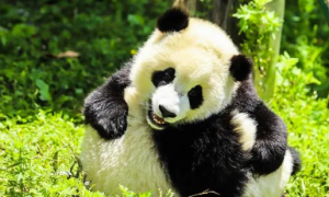 大熊猫野外种群总量增长到近1900只