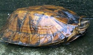 条颈摄龟可以冬眠吗