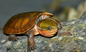 鹰嘴龟亚种图鉴