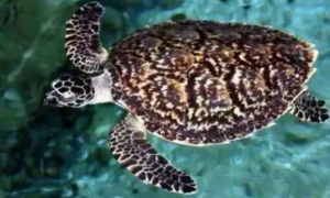玳瑁龟全世界有多少只瑁龟甲