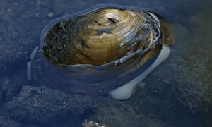 野生的河蚌能吃吗？